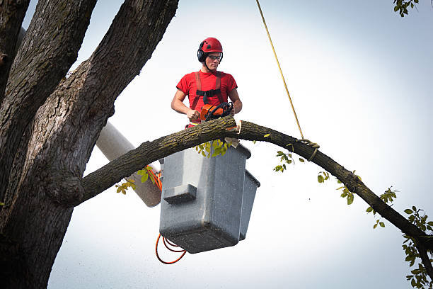 How Our Tree Care Process Works  in  Anderson, SC